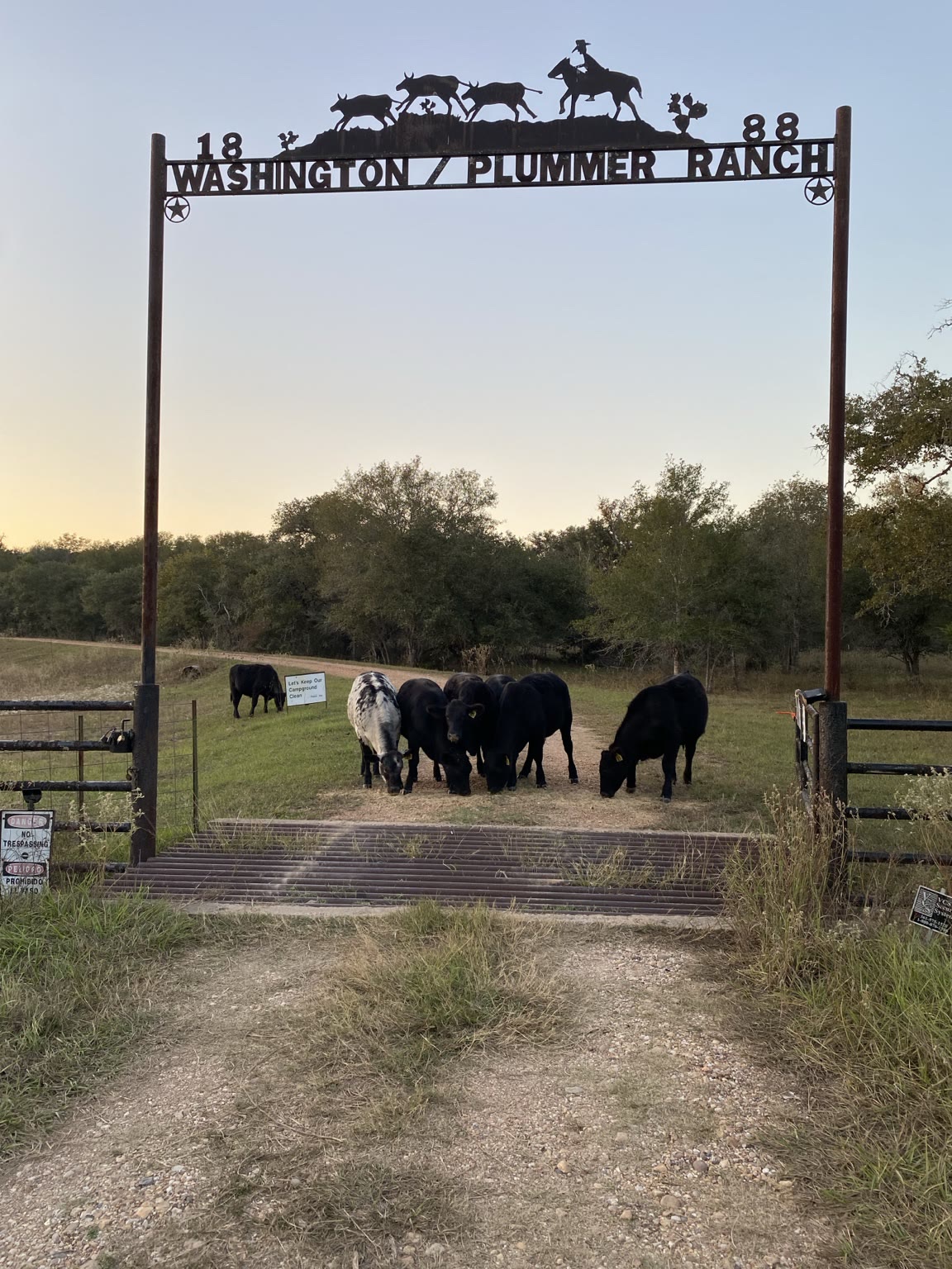 Washington Plummer Ranch entrance with cattle grazing beyond the gate